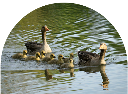 Gänsefamilie