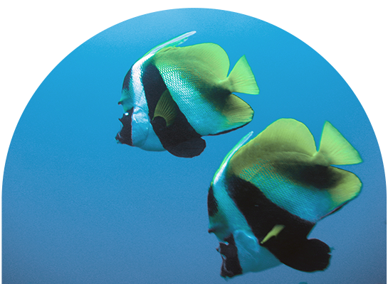 Fische Paar